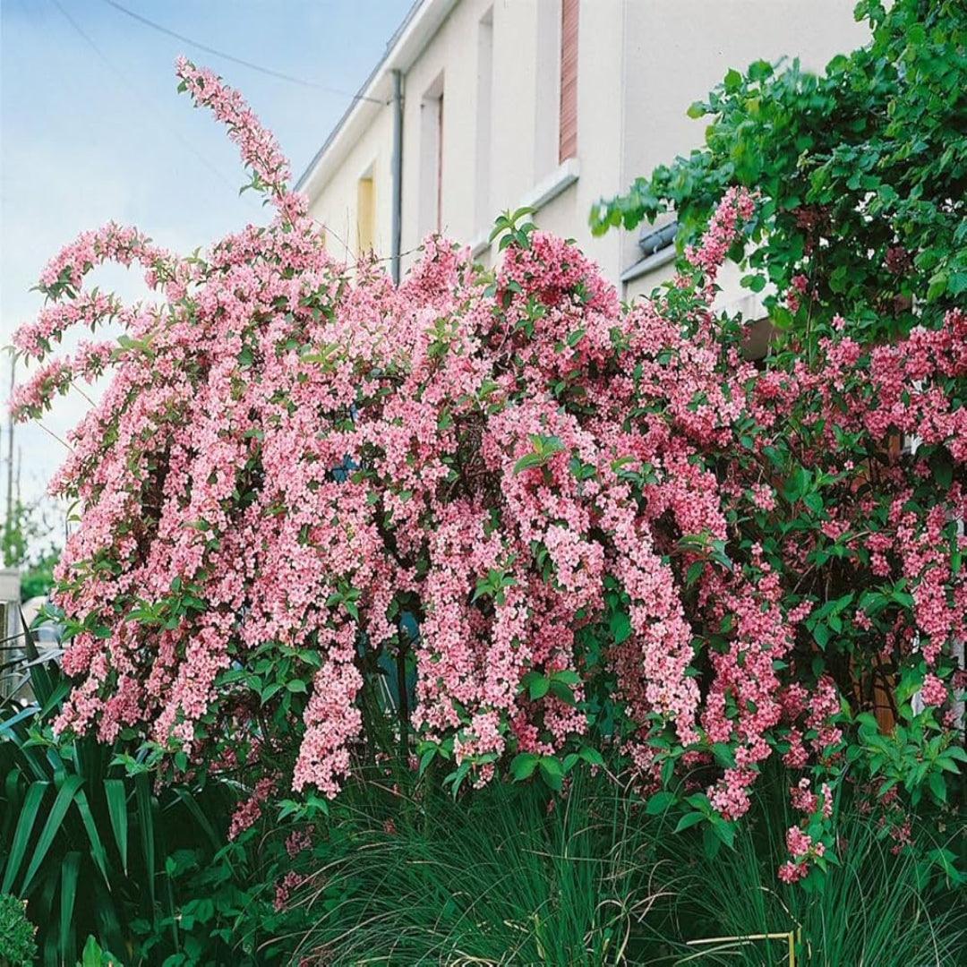 Rosea Weigela