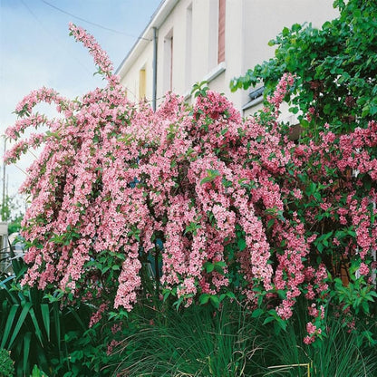 Rosea Weigela