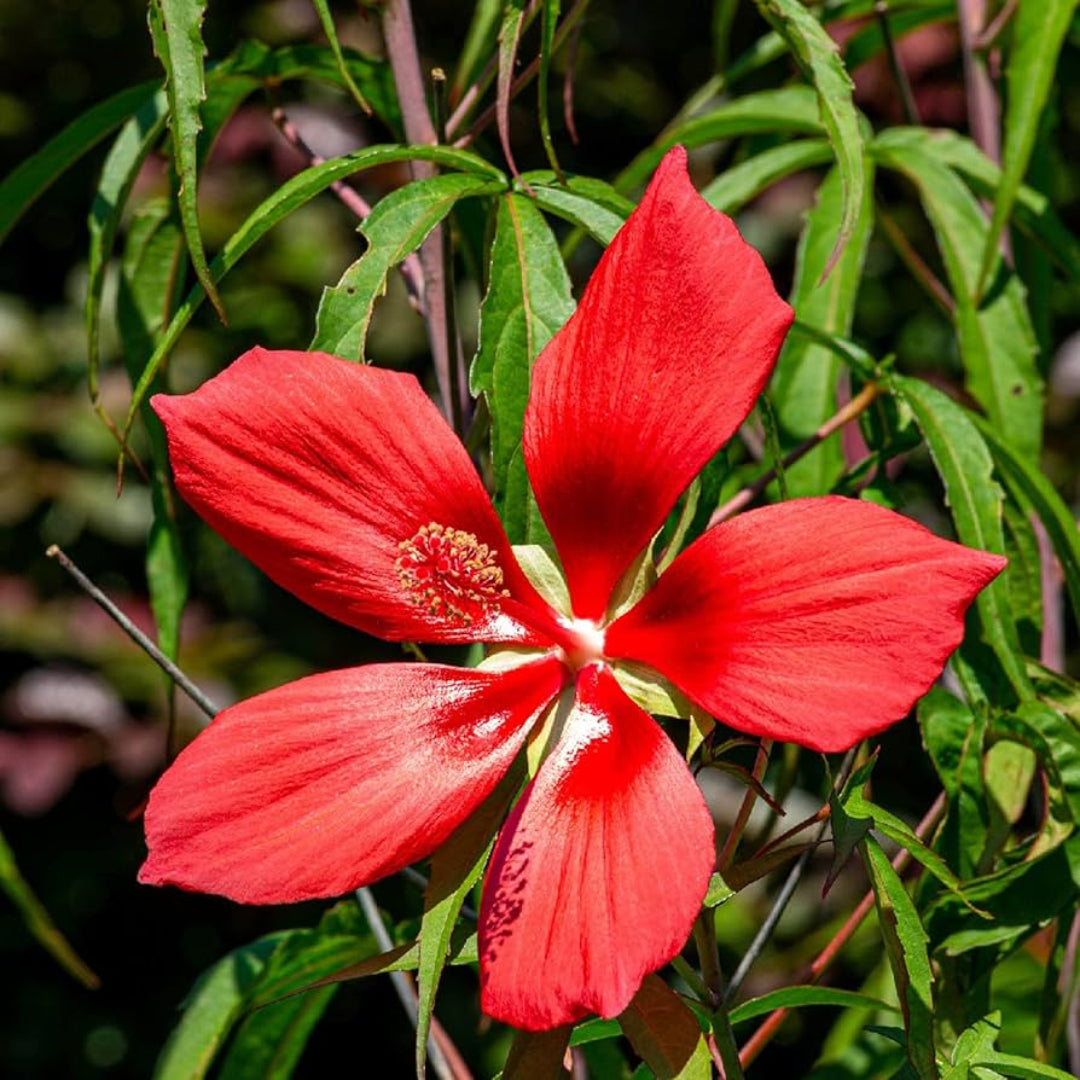 Hardy Hibiscus &