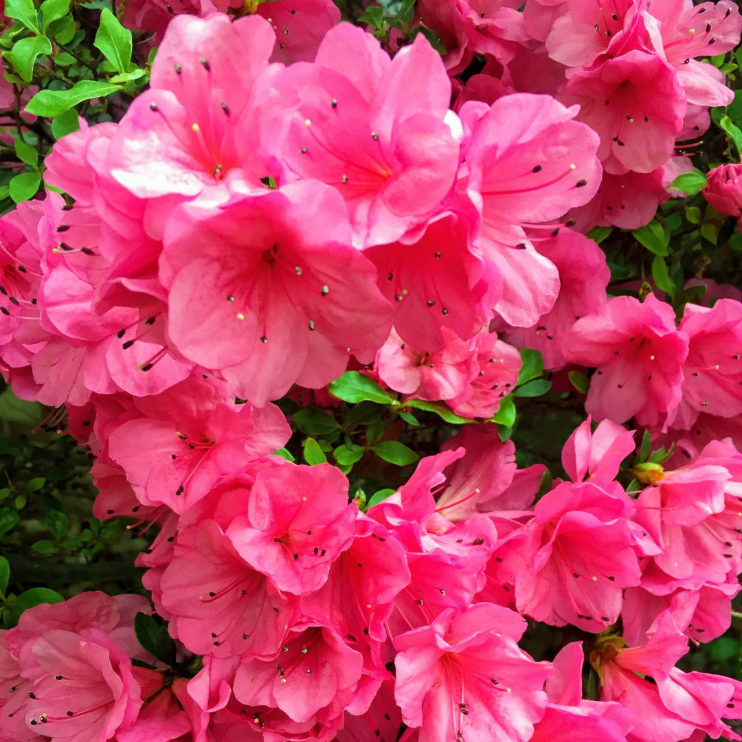 Pink Ruffles Hybrid Azalea