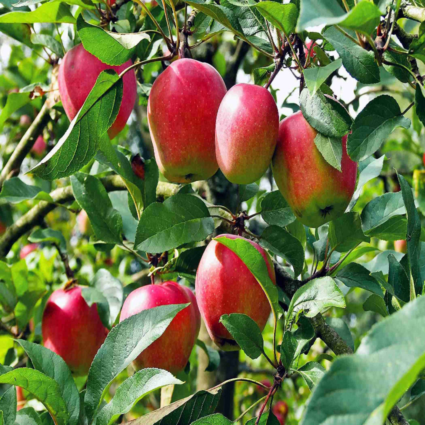 Apple - Anna Anna Apple | Landscape Plant Source : Landscape Plant Source