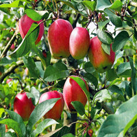 Anna Apple Trees