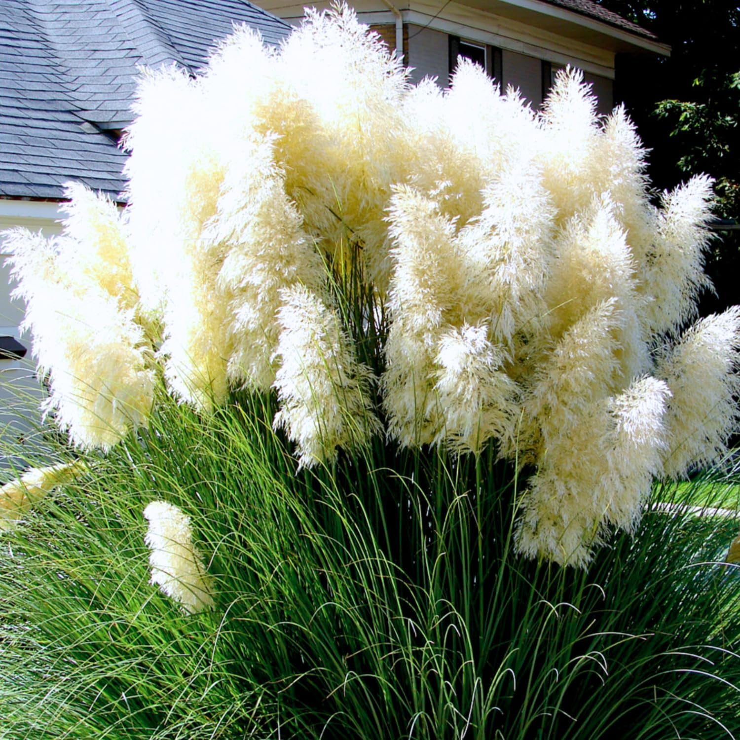 White Pampas Grass