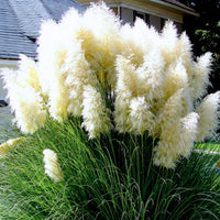 White Pampas Grass Ornamental Plant