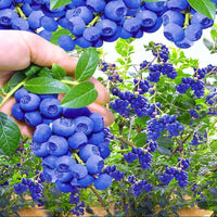 Fresh Blueberries Harvested from Reka Blueberry Plant