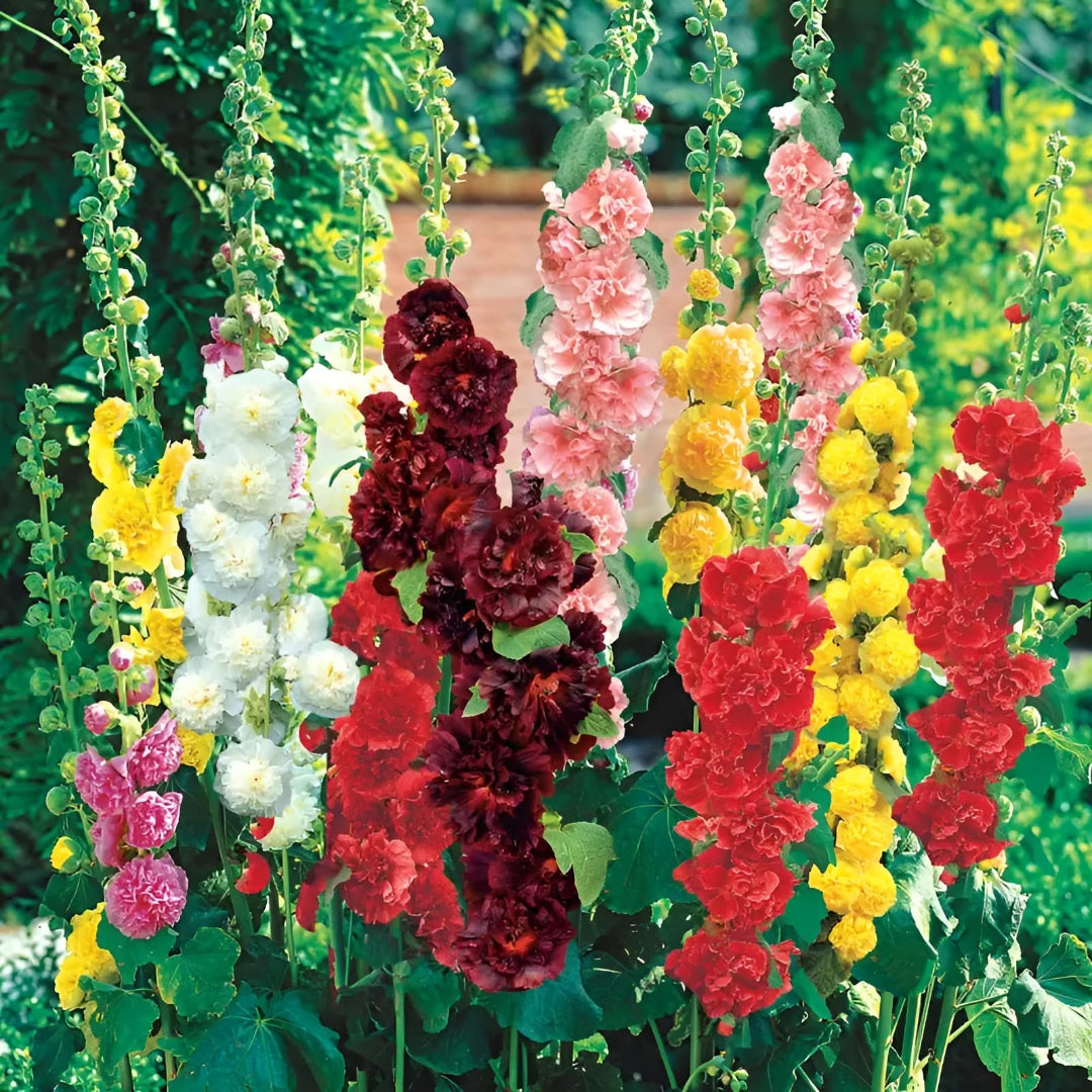 Alcea rosea ‘Chater&