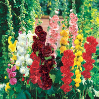 Alcea rosea ‘Chater's Double Mix’ (Double Hollyhock) - [EG]