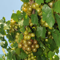 Fresh scuppernong muscadine grapes ready for harvest