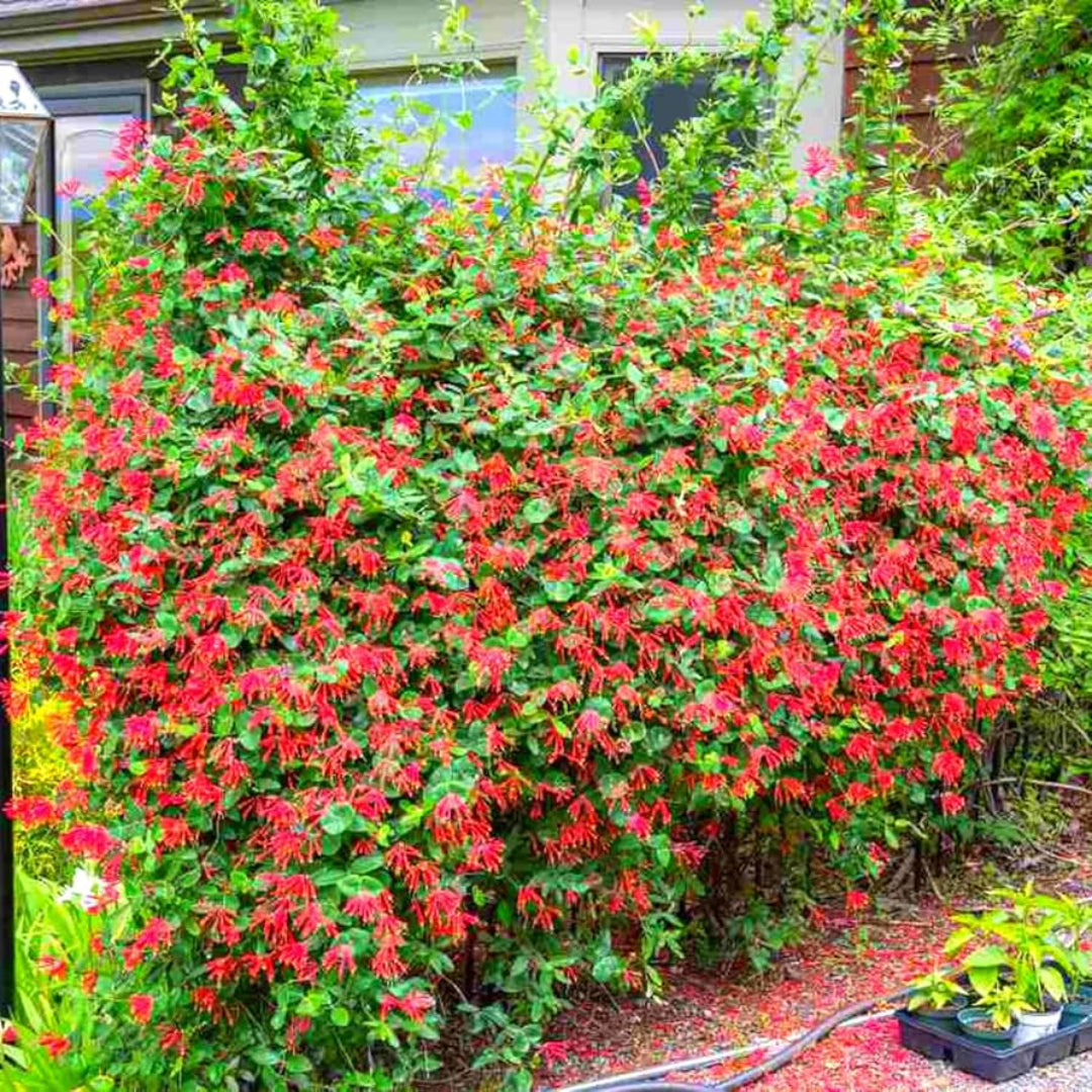 Coral Honeysuckle