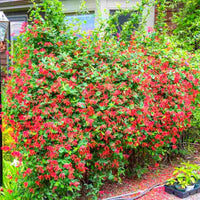 Coral Honeysuckle