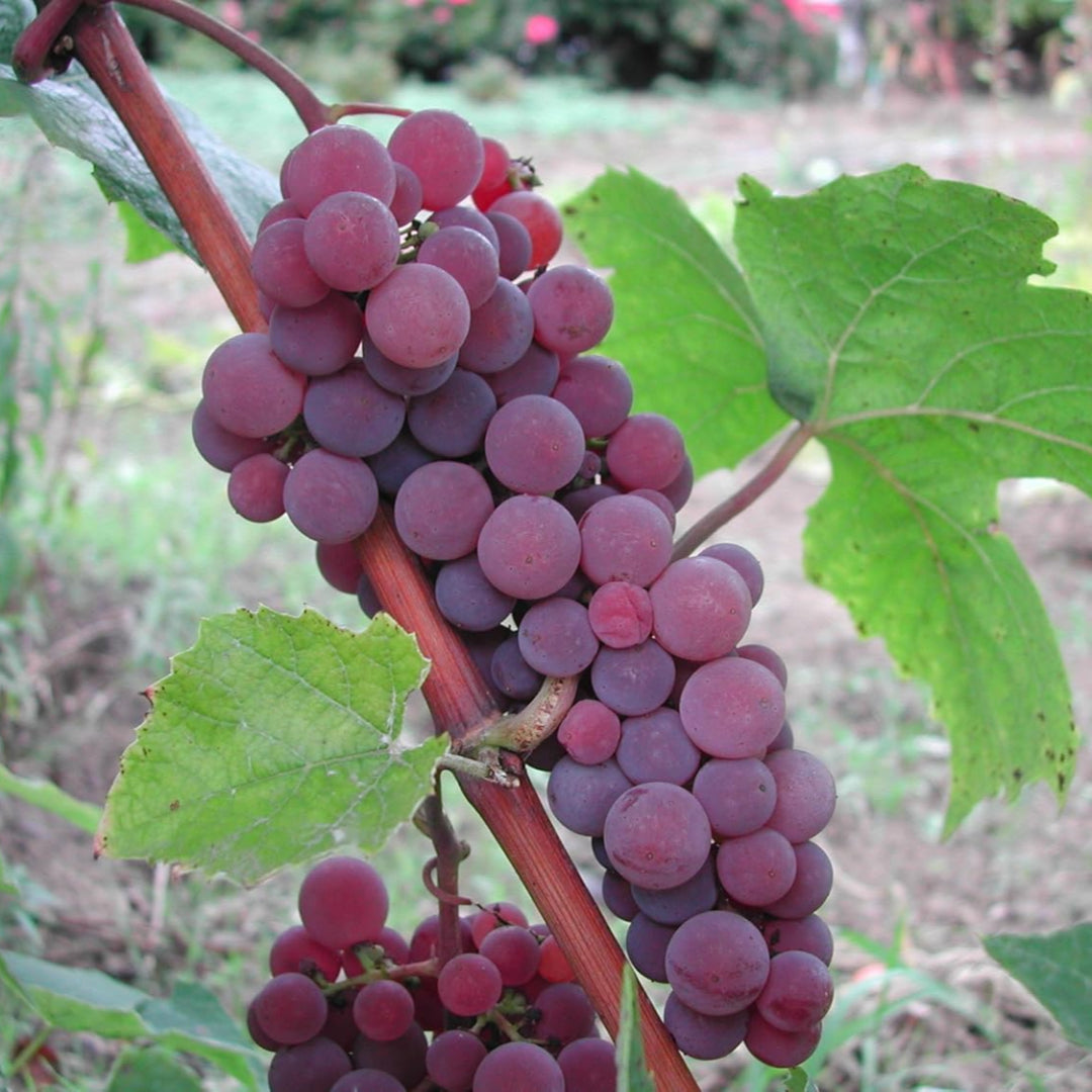 Canadice Red Seedless Grape