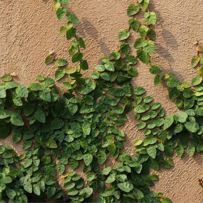 Ficus pumila Creeping Fig foliage