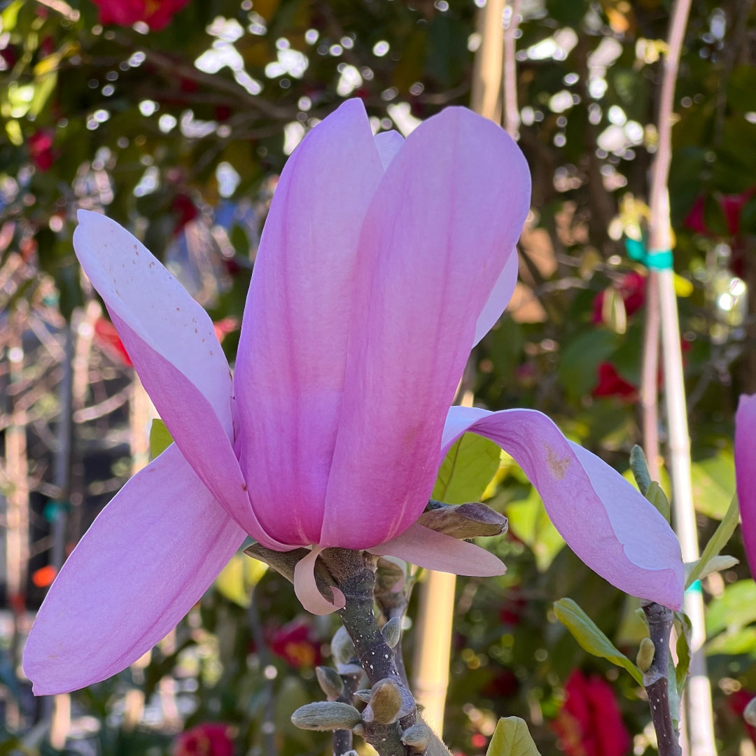 Bright Pink Magnolia Blooms on a Jane Magnolia Tree