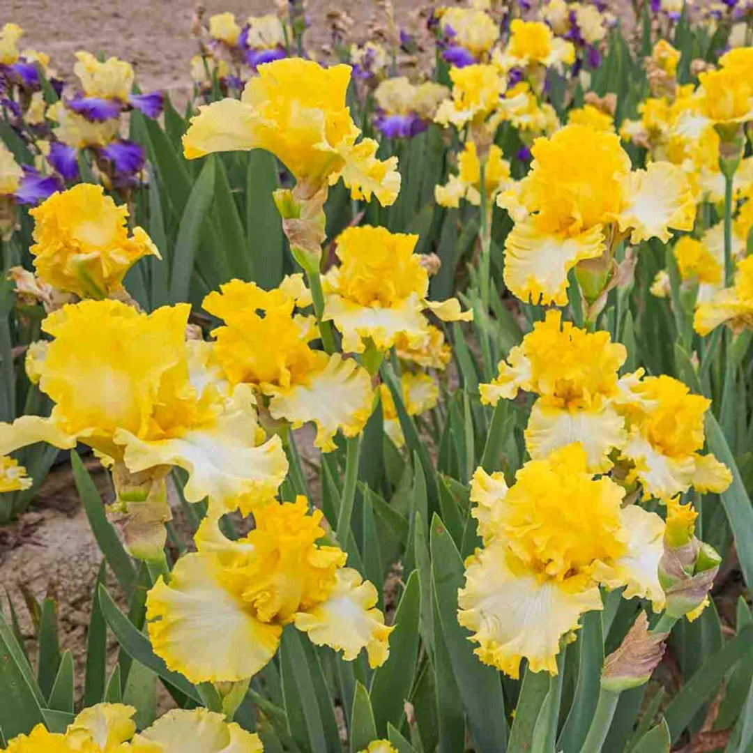 Iris germanica &