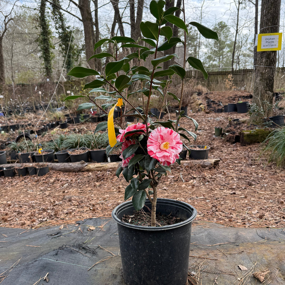 Tricolor Camellia
