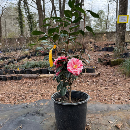 Tricolor Camellia