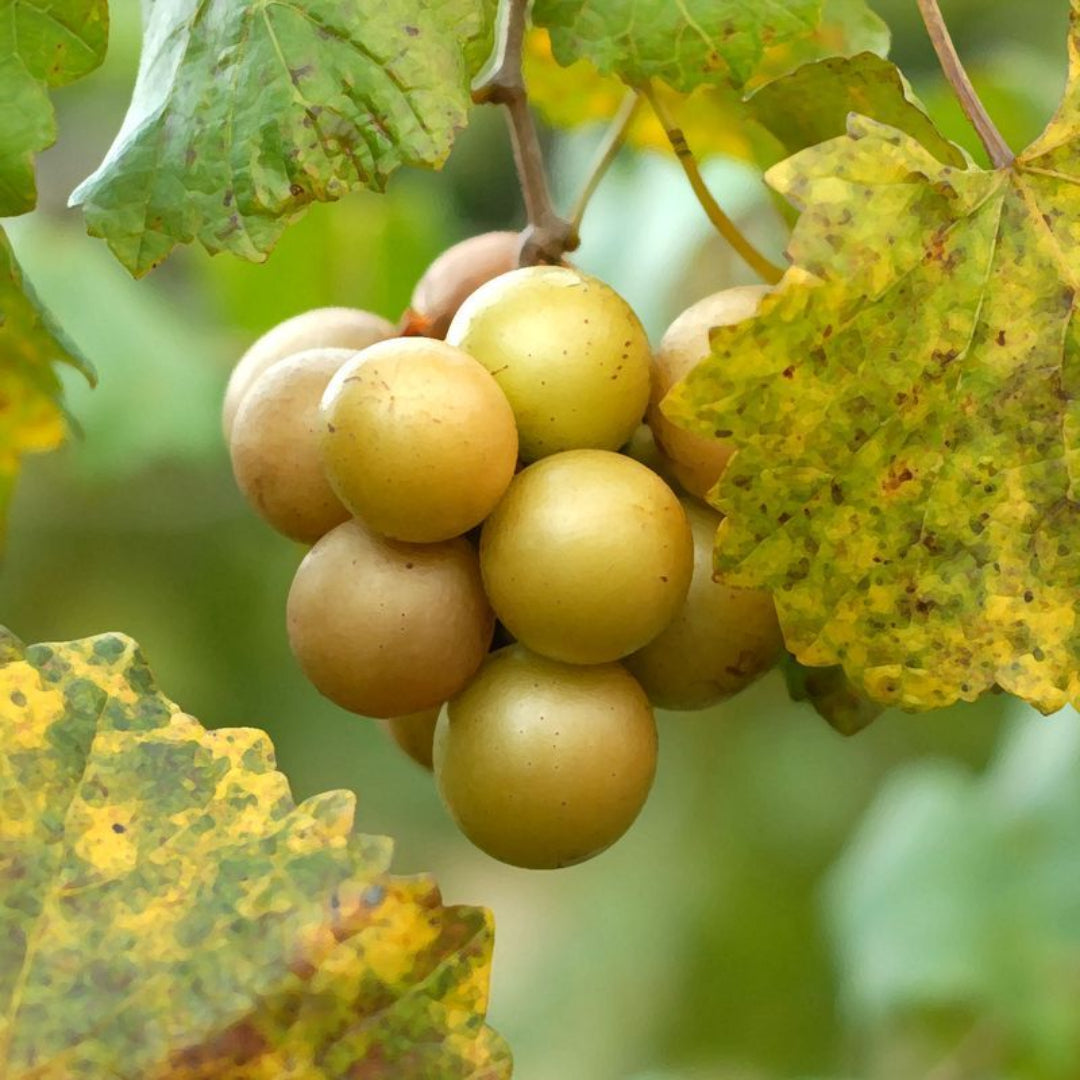 Jane Bell Muscadine Vine