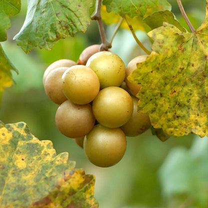 Jane Bell Muscadine Vine