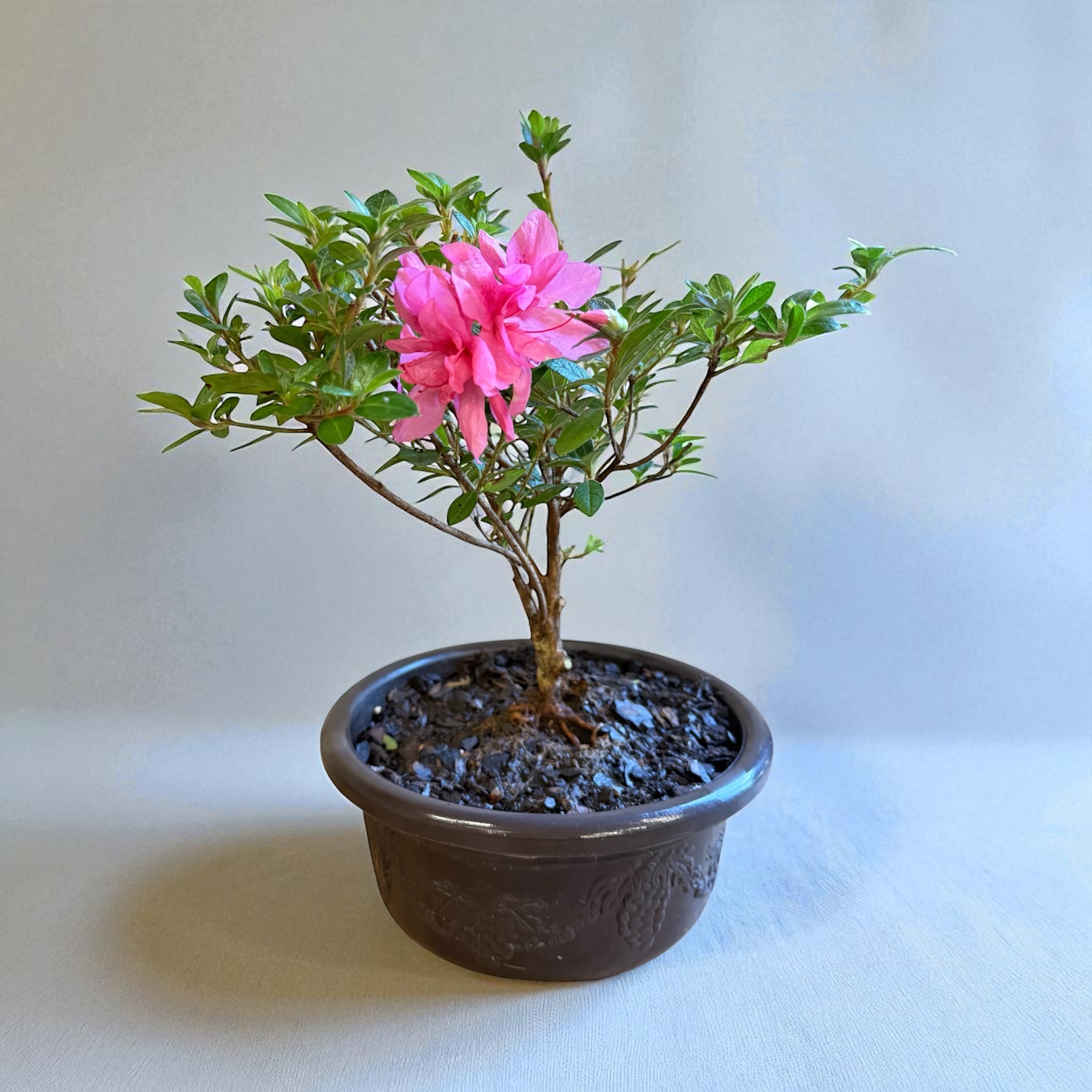 Bonsai Empress encore Azalea (Live Plant)