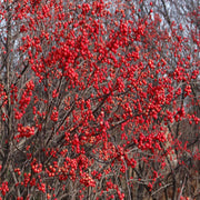 Apollo Winterberry Holly
