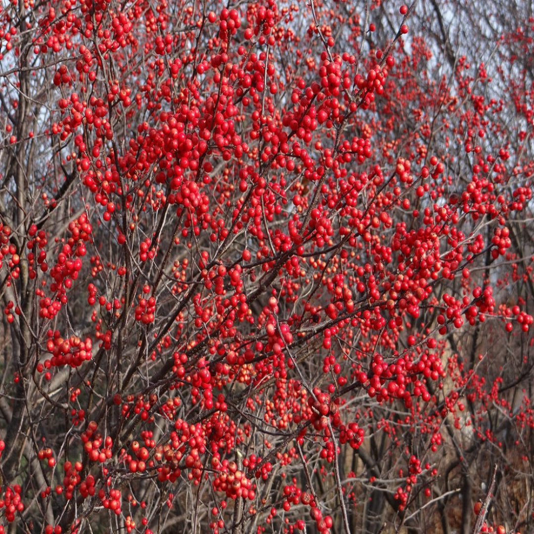 Apollo Winterberry Holly