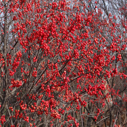 Apollo Winterberry Holly