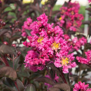 Delta Blush Crape Myrtle