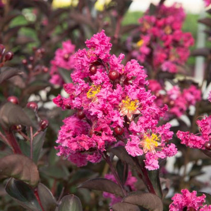 Delta Blush Crape Myrtle