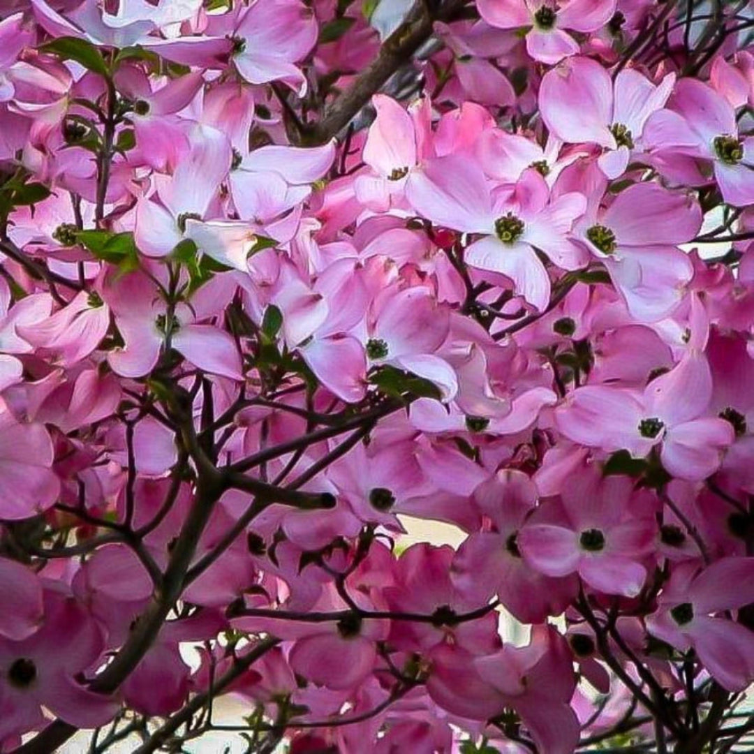 Pink Beauty Hybrid Dogwood blooming with soft pink flowers