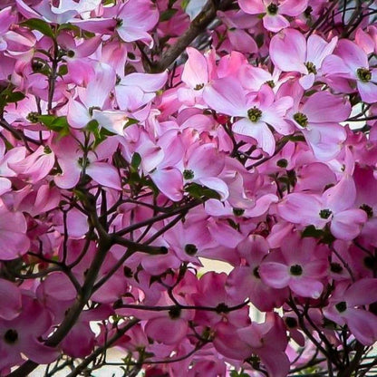 Pink Beauty Hybrid Dogwood blooming with soft pink flowers