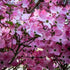 Pink Beauty Hybrid Dogwood blooming with soft pink flowers