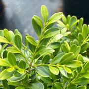 Dwarf Franklin's Gem Boxwood