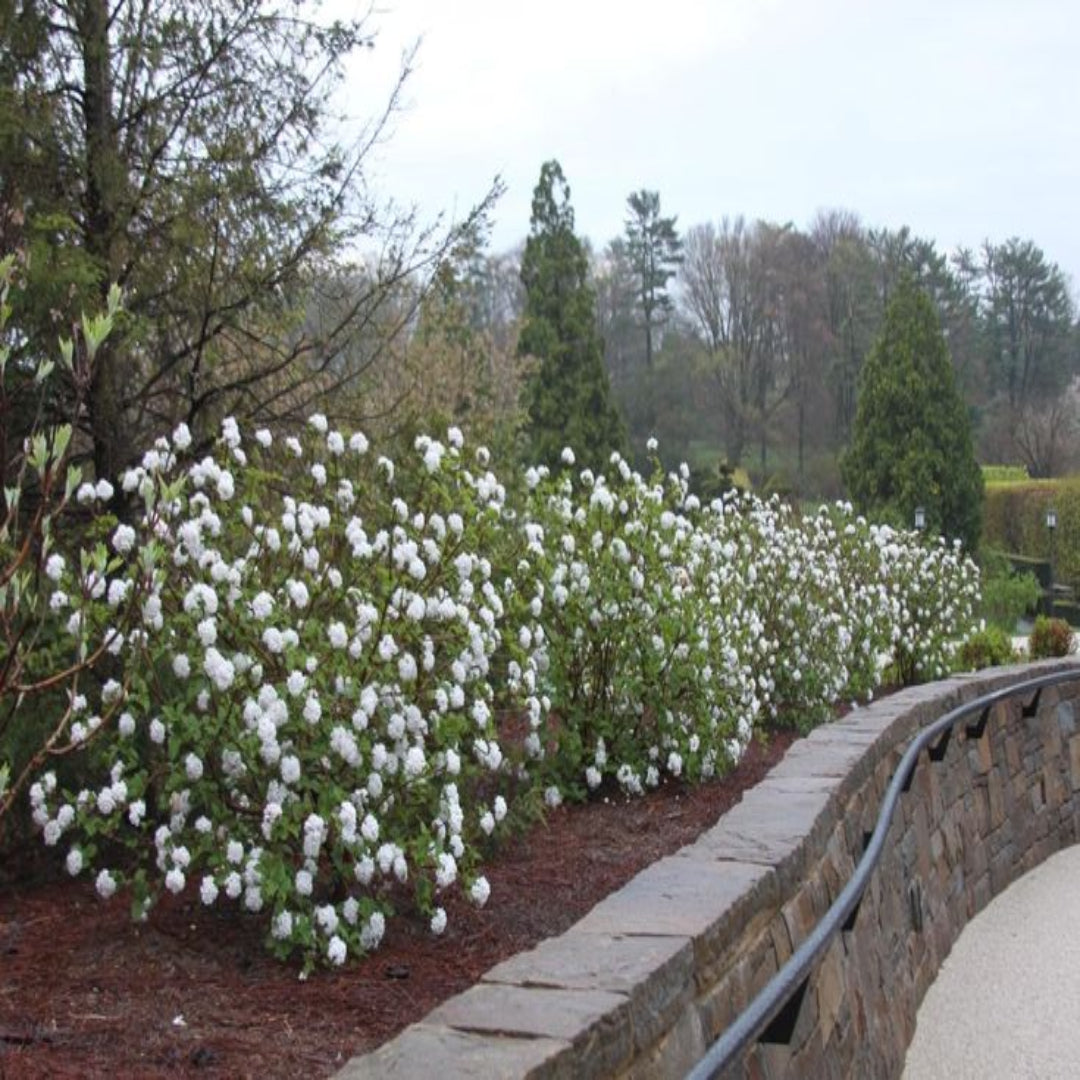 Korean Spice Viburnum Shrub
