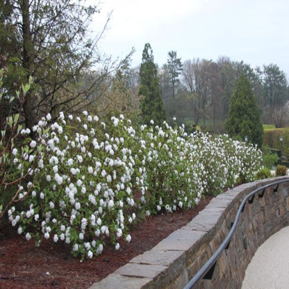 Korean Spice Viburnum Shrub
