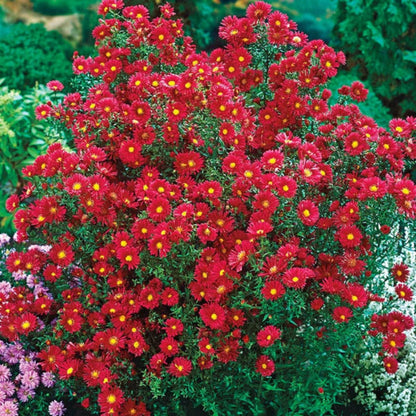 Aster Kickin Carmine Red