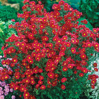 Aster Kickin Carmine Red