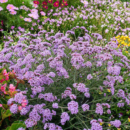 Verbena Bonariensis Lollipo - [EG]