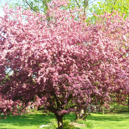 Kwanzan Cherry Tree- Standout Tree