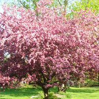 Kwanzan Cherry Tree- Standout Tree