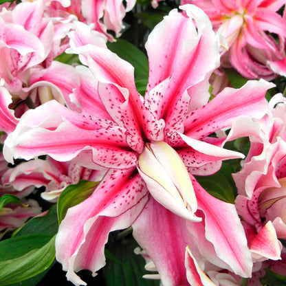 Double Oriental Lily