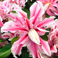 Double Oriental Lily