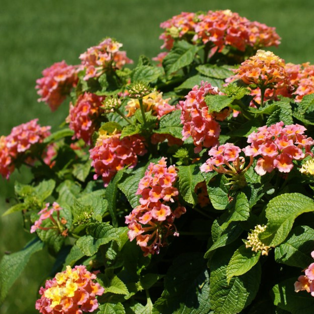 Peach Glow Little Lucky Lantana