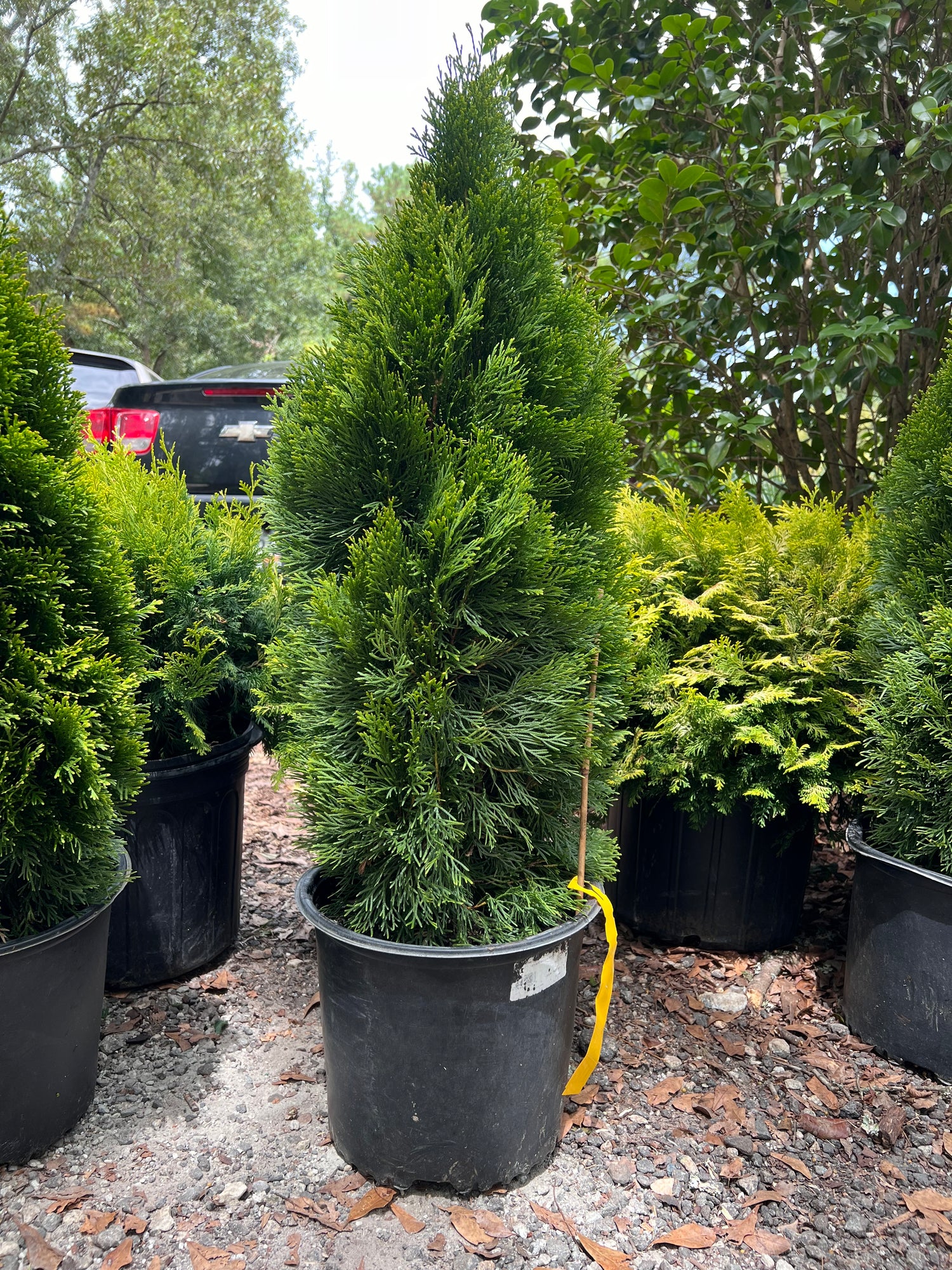 plant pot trees for sale Emerald Green Arborvitae Privacy Tree for Sale Online in USA