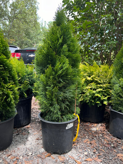 Emerald Green Thuja Arborvitae