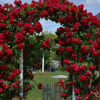 Blaze Climbing  Rose