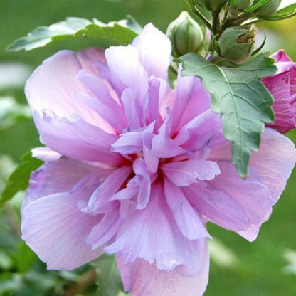 Amplissimus Althea Tree Form