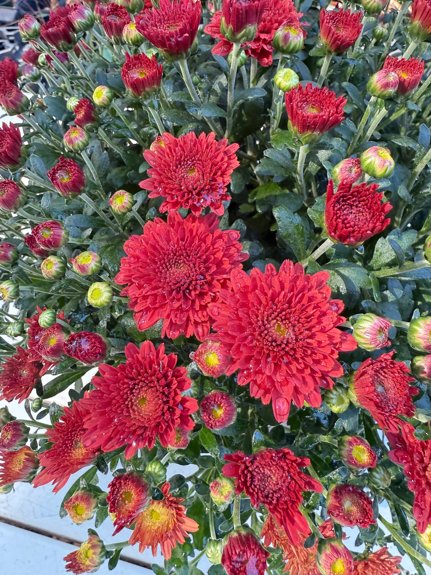 Tabitha Scarlet Mum Plant – Bright Red Fall Garden Chrysanthemum – Hardy Perennial Blooms