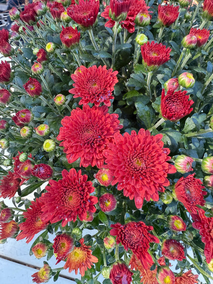 Tabitha Scarlet Mum Plant – Bright Red Fall Garden Chrysanthemum – Hardy Perennial Blooms