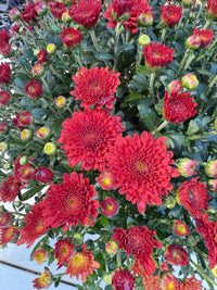 Tabitha Scarlet Mum Plant – Bright Red Fall Garden Chrysanthemum – Hardy Perennial Blooms