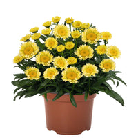 Leucanthemum Sweet Daisy™ Series ‘Izabel’ Shasta Daisy (Dwarf Shasta Daisy) - [EG]